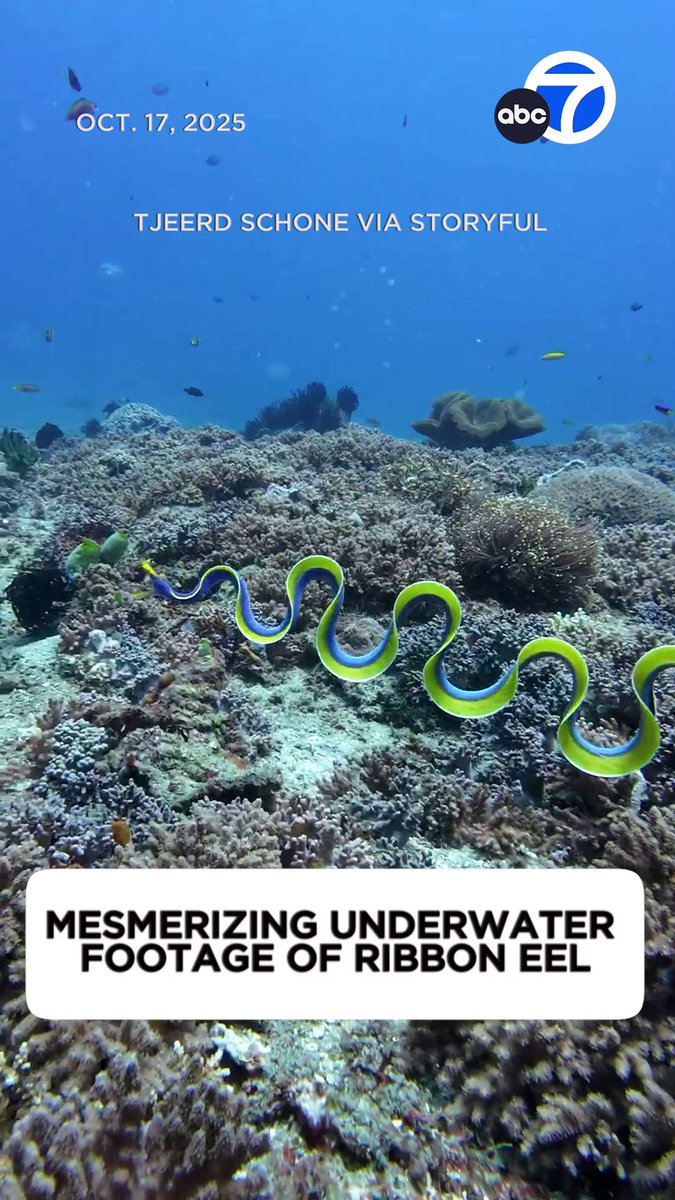 A group of divers witnessed an exceptionally rare sight while exploring the waters of Indonesia: a ribbon eel rippling gracefully through the water. The blue ribbon eel begins life as a male and switches to female once they’ve matured, according to The Smithsonian’s Ocean Portal.