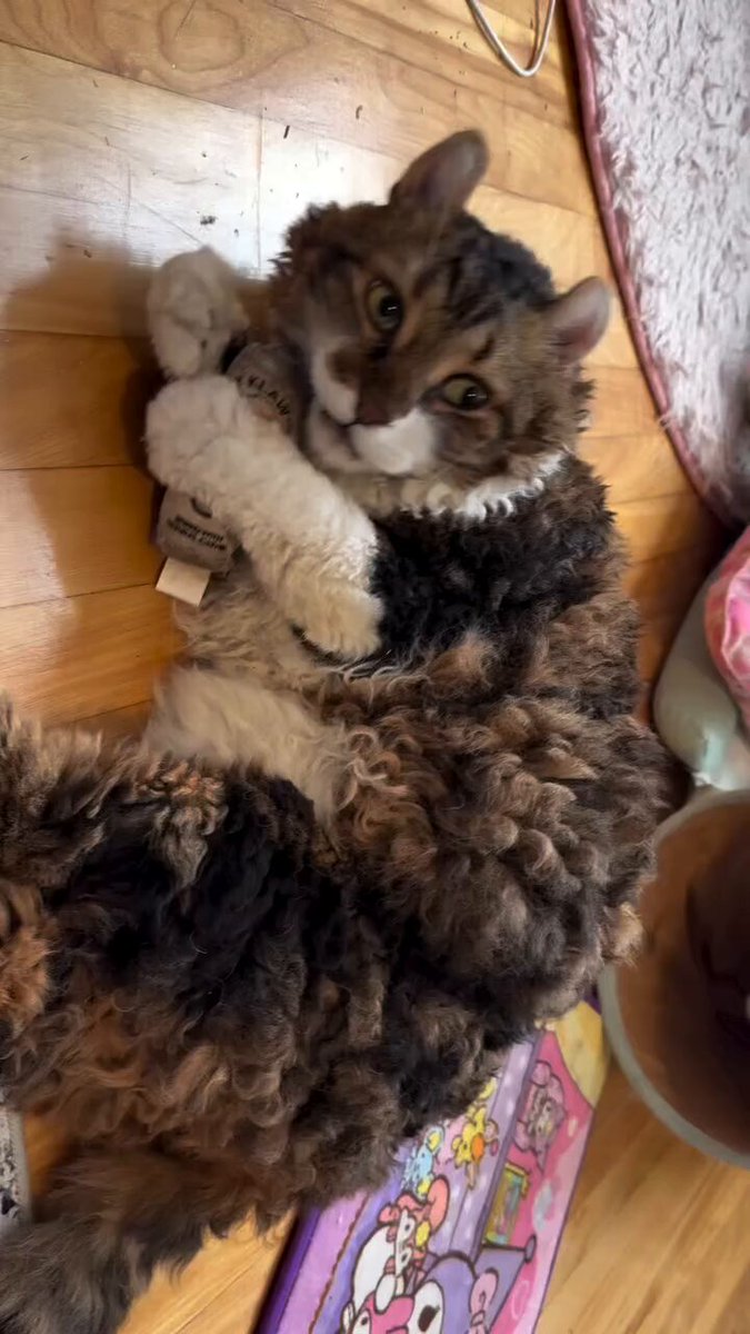 Is this a cat or a sheep?