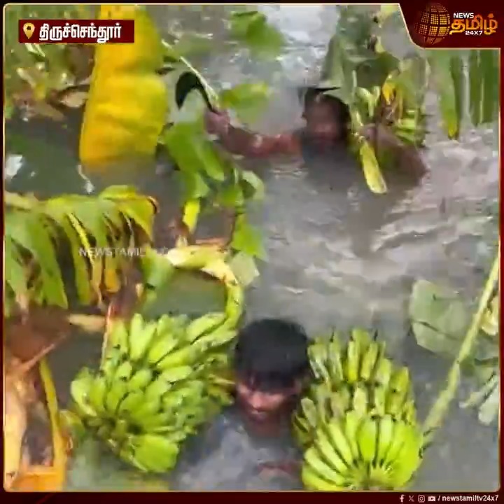 மூழ்கிய 250 ஏக்கர் வாழை தோப்பு... கழுத்தளவு மழை நீரில் நீந்தி சென்று வாழை தார்களை அறுவடை செய்து படகுமூலம் கரைக்கு கொண்டு வரும் விவசாயிகள்.! #Thiruchendur #TNRain #Farmers #DitwahCyclone #Rain #CycloneDitwah #FloodAlert #NDRF #HeavyRain #WeatherUpdate #Newstamil24x7