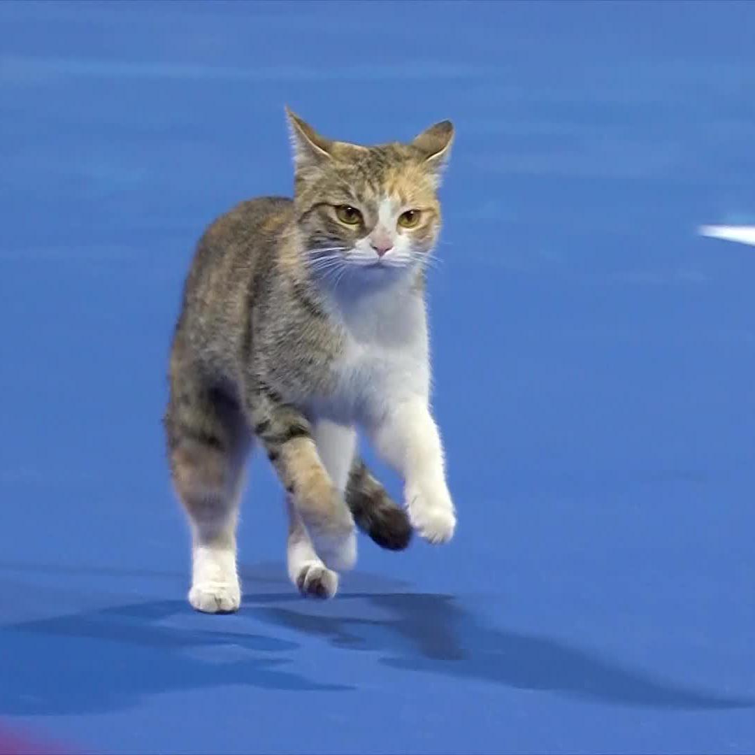 No thoughts, just Doha cat 🐈