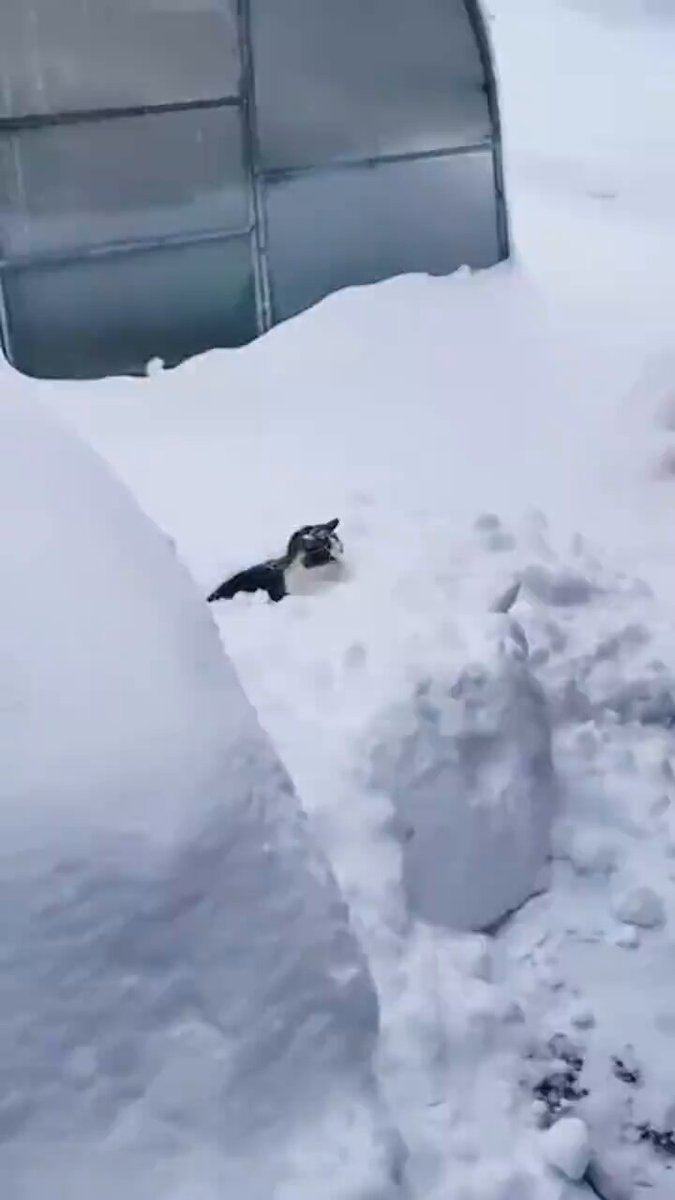 👩: it's okay 🐈‍⬛️: NO,I’m Cold😹😹😹😹