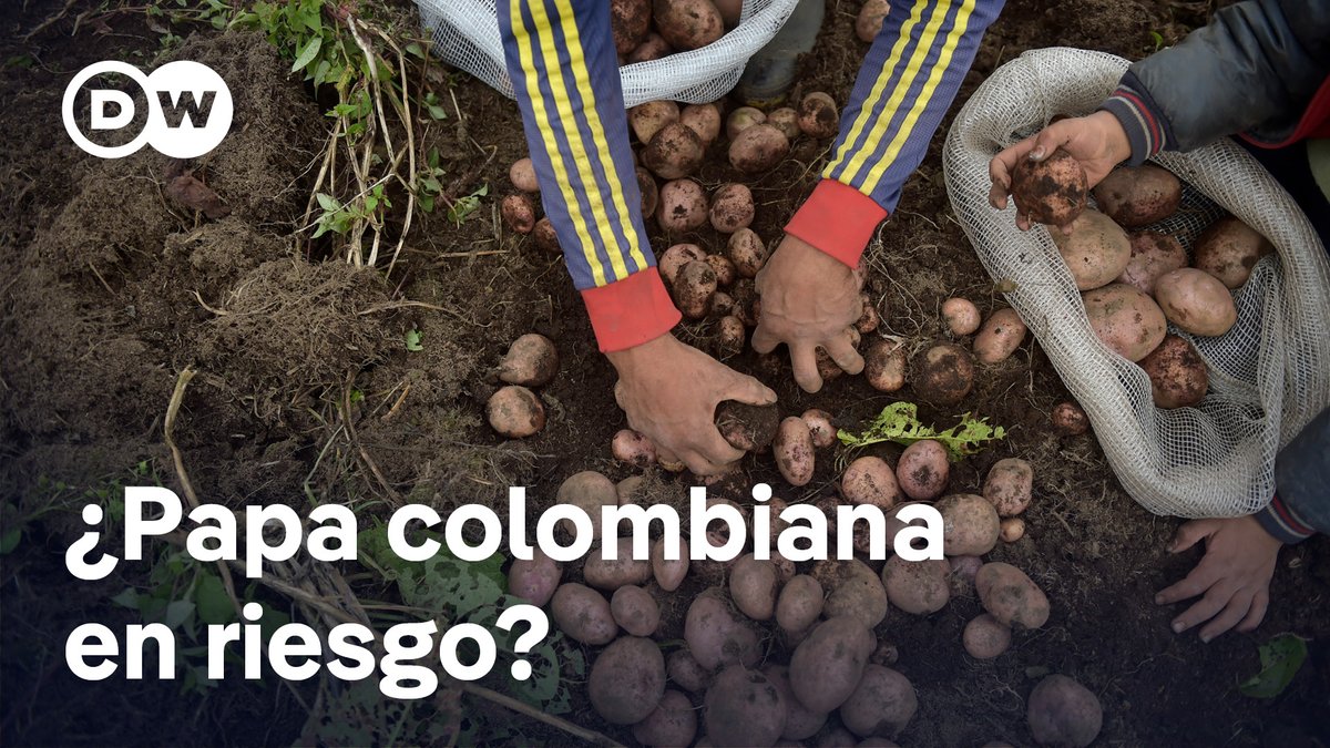 Papa colombiana pierde frente a papa europea Los pequeños y medianos productores colombianos piden protección frente a la competencia de papa precocida y procesada proveniente de Alemania, Países Bajos y Bélgica. Un fallo de la Organización Mundial del Comercio obliga a Colombia a revisar sus aranceles.
