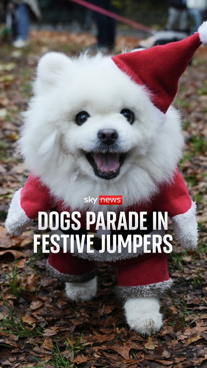 Watch more than 150 dogs parade wearing Christmas jumpers in central London.