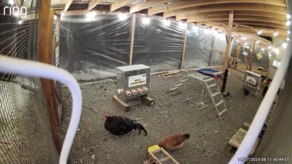 This may just be my favorite video from Thursday's shaker. Whatever happened to animals being able to sense an earthquake coming? These birds are basically unruffled. Maybe they're used to it? Thanks to Michele from Knik for this one! And to everyone who shared your informative videos.