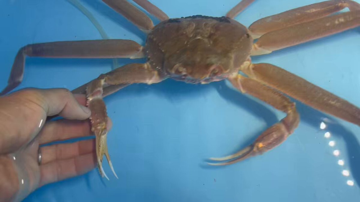 日本海から仲間入り〜 すこぶる珍しい ハサミ脚に奇形がある ズワイガニさん 過剰再生かなぁ すごい形だなぁ 稚ガニの時からこの形かなぁ 不思議がいっぱい。 展示中です！