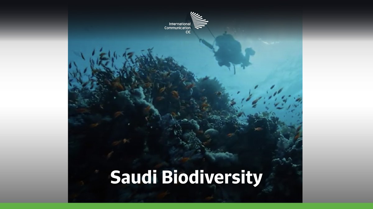 Under the waters and above ground, the biodiversity within the Kingdom is colorful, diverse, and budding with life.