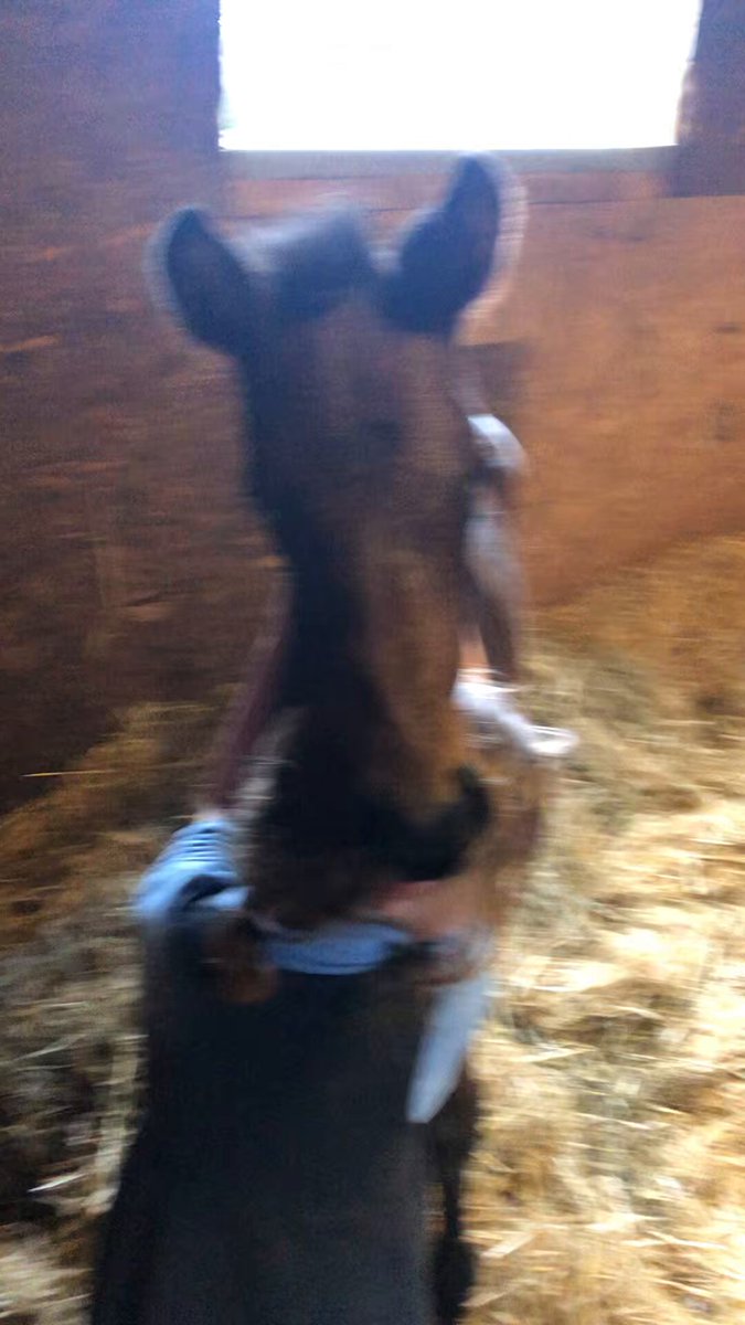 💥GRADE 1 WINNER💥 Homebred ROMEO COOLIO wins the Drinmore Novice Chase FairyhouseRacecourse for Gordon Elliott jack kennedy KTDA Racing making it 2/2 over fences Well done to all connected #PEELPRODUCE #HOMEBRED #ITVRACING Racing Post Bloodstock Any excuse to show this video again ❤️
