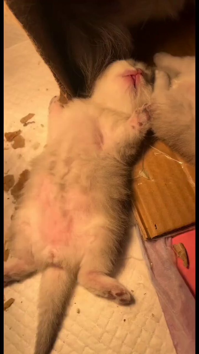 Aww so cute baby cat 😽💜