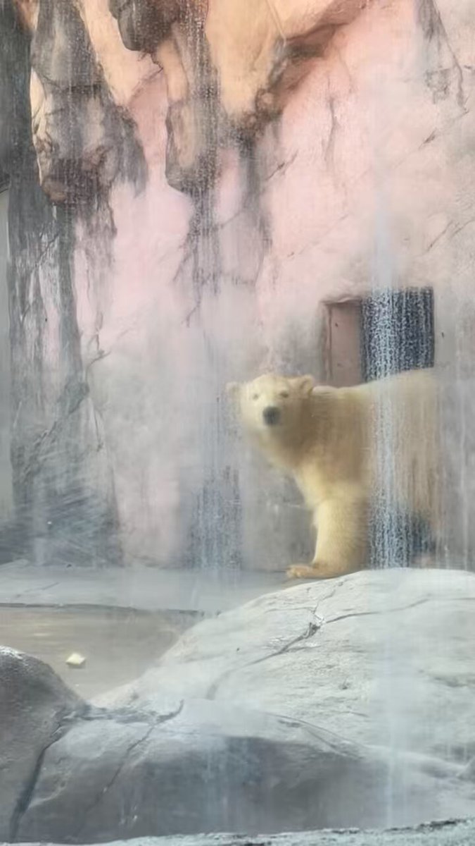 12/1🐻‍❄️🐻‍❄️🐻‍❄️🩵🤍🩷 お久しぶり～😍 母子の可愛い出勤シーン🥰 おやつは出勤前に放飼場全体に撒いて貰いました🎶 #八木山動物公園 #ホッキョクグマ #ポーラ #うみ #そら #双子