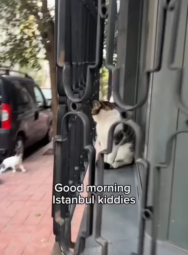 Say hello to strange cats and see how they react