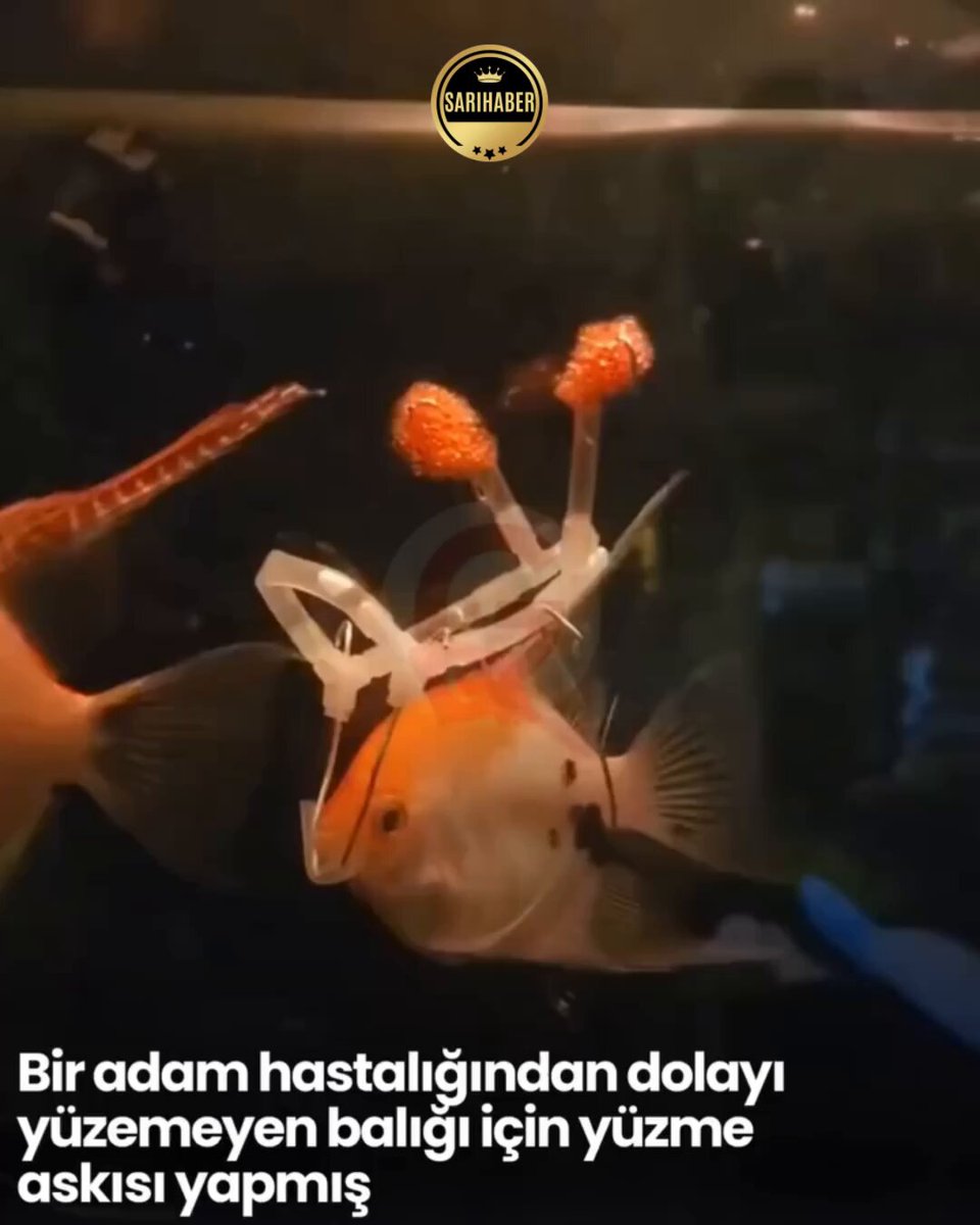 🔸Bir adam, hastalığından dolayı yüzemeyen balığı için yüzme askısı yaptı. . #pazartesi #altın #FBvGS Fırsat Modu Meslek Lisesi Pişmanlıktır Yarın Cüneyt Hacca Pide