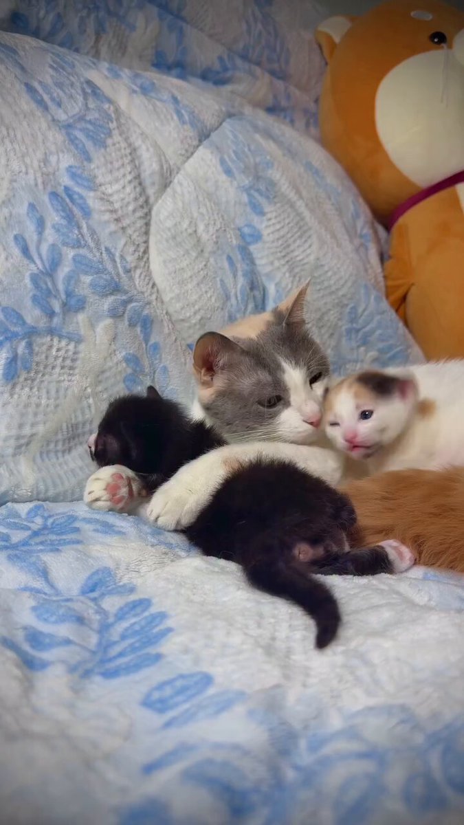 Mama cat and her cute kittens 😻😻