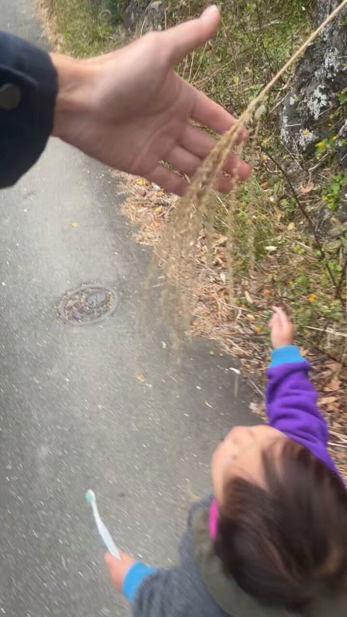 小さな子どもの頭の上高さに迫り出したススキの穂にマダニが潜伏していた！ 住んでる地域で鹿を目撃したら… 舗装路であっても気を抜いてはならないのである。コワイ！