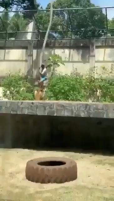 *Darwinism has entered the chat* A man snuck into the pen of a lion in a zoo in João Pessoa, Brazil. The lion, being a lion, killed the man and began eating him before staff arrived... #FAFO #CityLife #brazil #lion #darwin #FAFO #learning #education #joaopessoa #nature