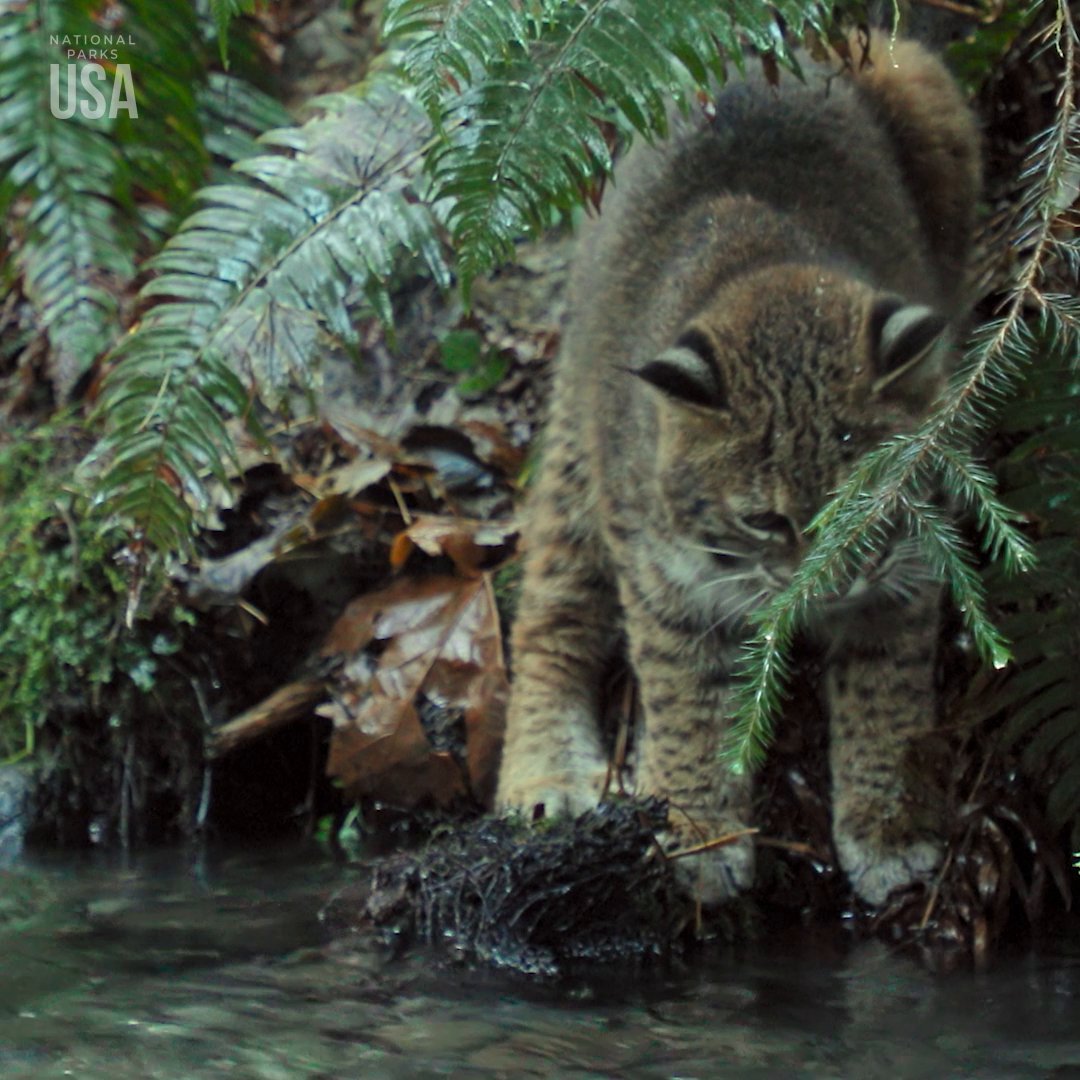 She’s purrr-fect 🐱💅 The stealthy queen of Olympic National Park makes a rare daytime appearance to show off those signature feline hunting skills. #NationalParksUSA is now streaming on Disney+ and Hulu.