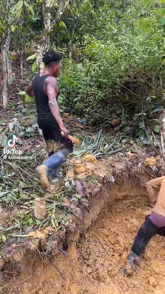 A disturbing video currently trending online captures a group of young men openly cutting down cocoa trees to pave way for illegal mining (galamsey) activities. In the footage, the men can be heard boldly declaring that they are not afraid of anyone, adding that if anyone disagrees with what they are doing, they should come and confront them directly.