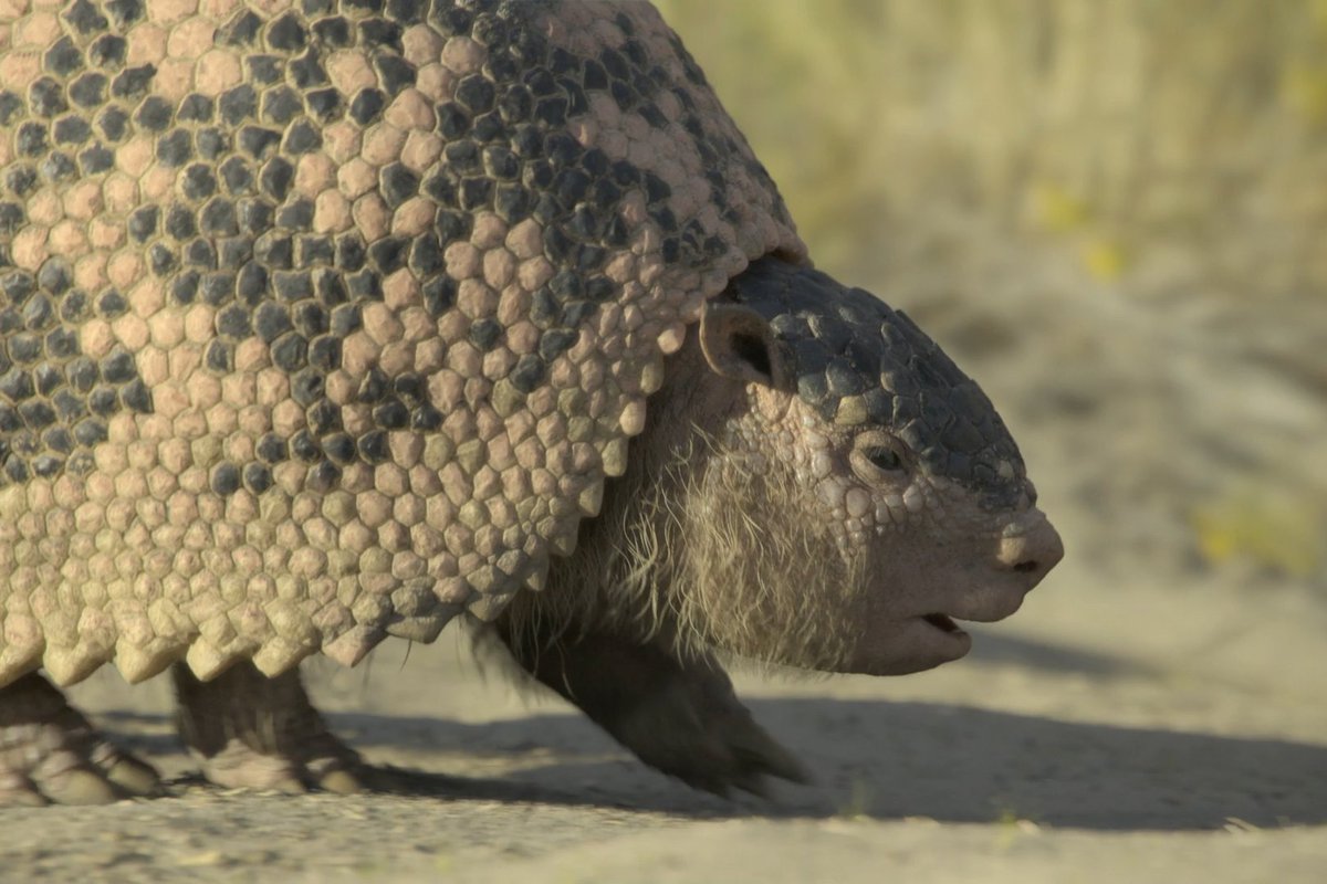 The holidays are tiring, okay? #PrehistoricPlanetIceAge — Now Streaming