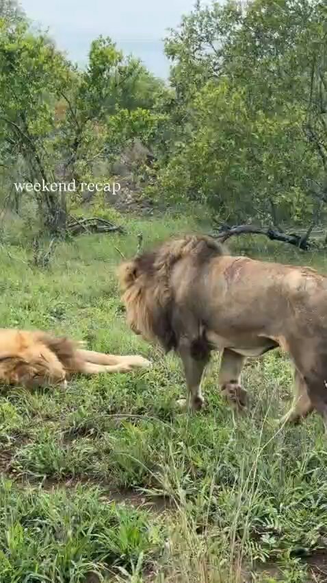 Kambula males!! K4 and K5 who seem to have injuries, but it's unknown what actually happened. Hope K6 is okay!! #LoveLions 🎥 Gülcin Instagram