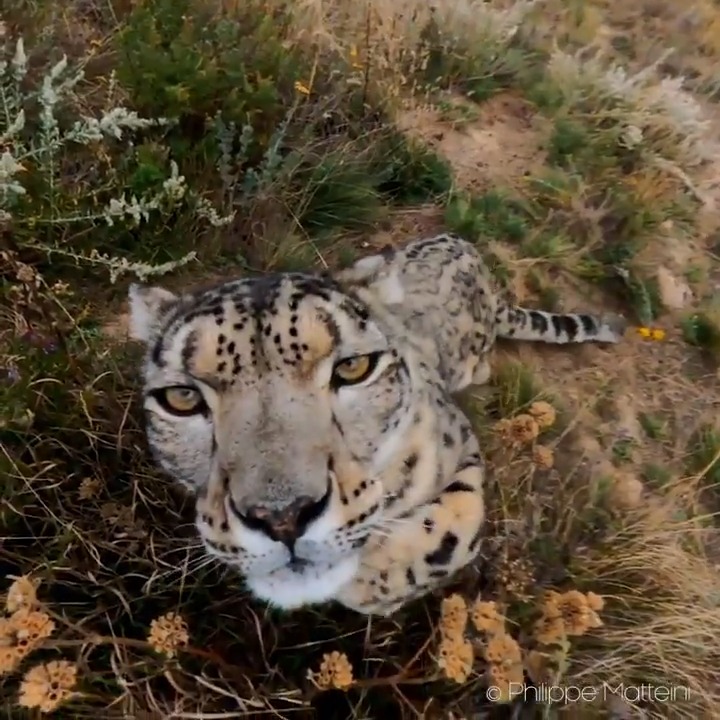 Close encounter with a snow leopard. 📽: Philippe Matteini