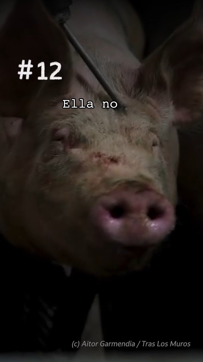Sufrió miedo y agonía al final de su vida, solo para que tú disfrutaras unos minutos comiendo su carne.
