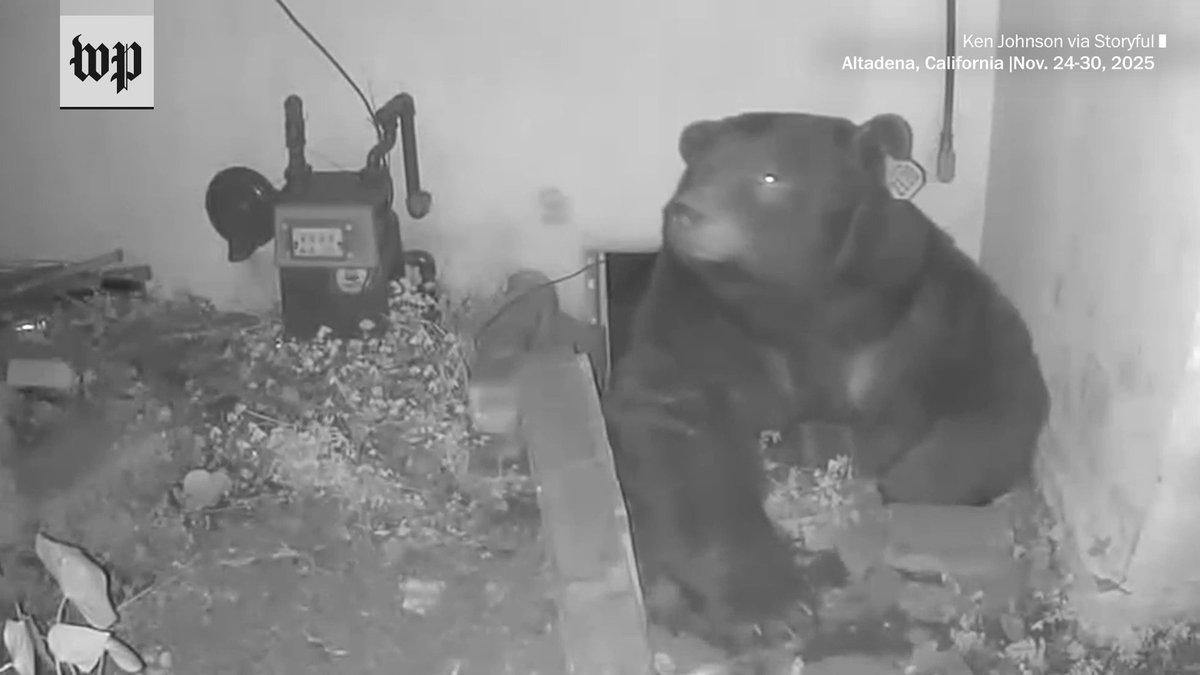 An uninvited guest emerged from under Ken Johnson's home in Altadena, California: a large bear that had set up residence in his crawl space. Johnson’s bear sighting was not the first since wildfires hit the city in January.
