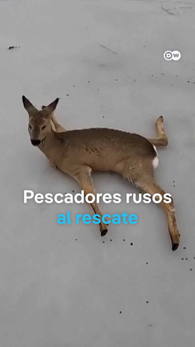 Pescadores rusos rescatan a decenas de #corzos de lagos helados en Novosibirsk Más de 300 corzos quedaron varados sobre el hielo, en la región de #Novosibirsk, en Siberia, tras una migración temprana. Un grupo de pescadores rusos intervino para ponerlos a salvo. /ft-jr