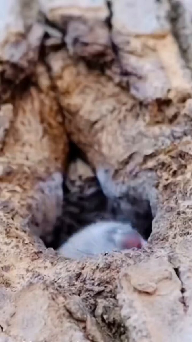 Snowy mountains in Asia are home to these tiny flying squirrels.