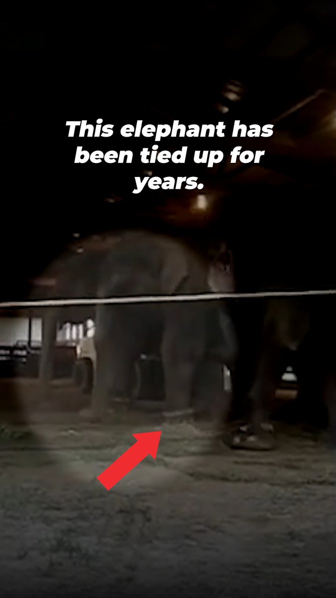 🔊TURN YOUR VOLUME UP🔊 That heartbreaking cry is Betty begging for freedom 😔 17 years later and she’s still swaying incessantly from the physical and psychological torment at Carden Circus. Please take a moment to text-in and take action for her.