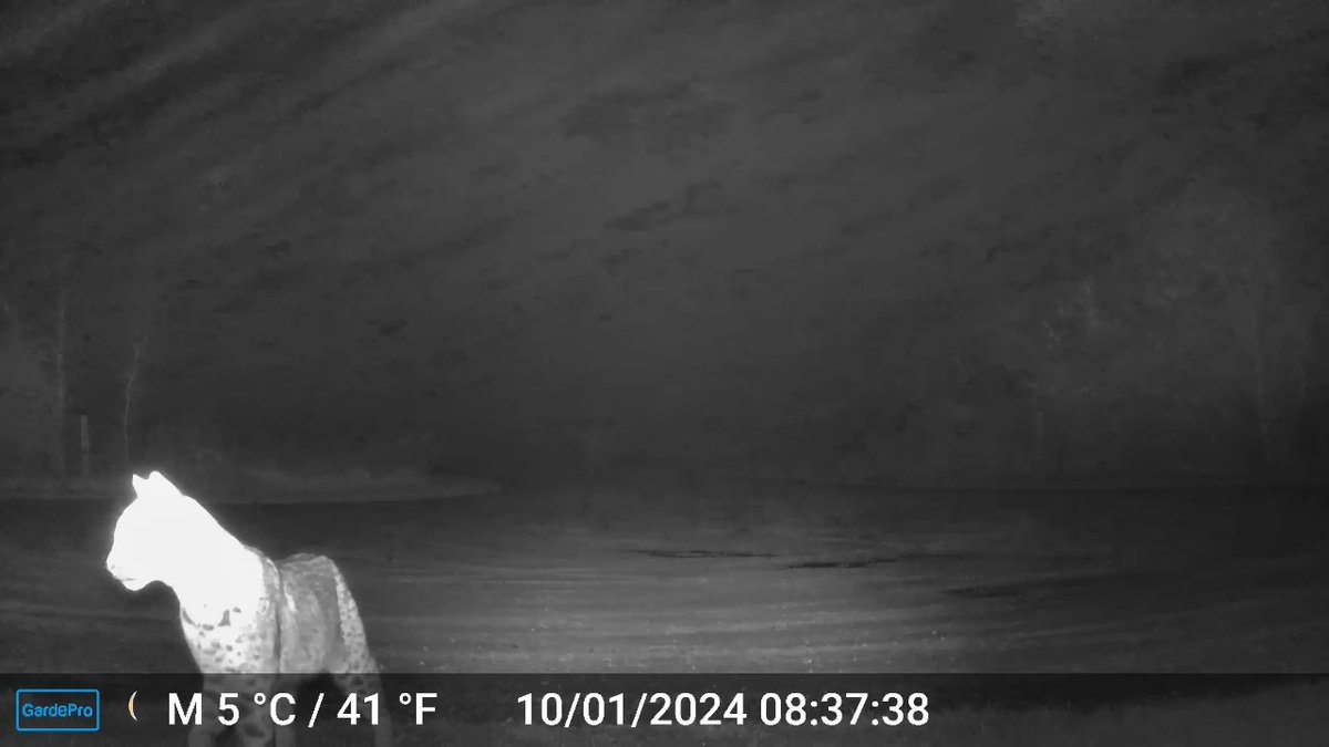 Metro Parks is excited to share a confirmed sighting of a bobcat at Prairie Oaks Metro Park! These elusive wild cats are typically nocturnal or crepuscular, meaning most active at dawn or dusk, so catching a glimpse is a rare treat 🐱 #cbusmetroparks