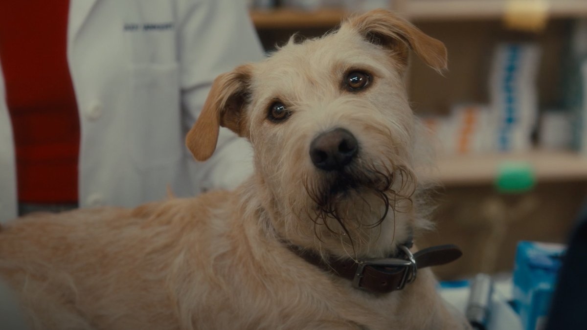 Charlie Cox and Zooey Deschanel go to the vet in this exclusive clip from #Merv. The new romcom premieres December 10 on Prime Video.