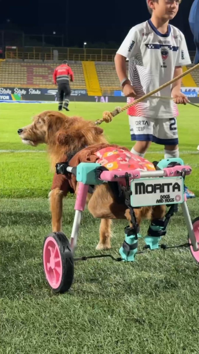 Pasen y lleven su recuerdito del triunfo de Santa Fe, leoncitos miniatura para toda la familia 🦁 𝘈 𝘷𝘦𝘤𝘦𝘴 𝘭𝘢𝘥𝘳𝘢𝘯 𝘱𝘦𝘳𝘰 𝘦𝘴 𝘥𝘦 𝘩𝘢𝘮𝘣𝘳𝘦 ☎️ 320 725 51 25 #ProteccionAnimalMiMejorAmigo