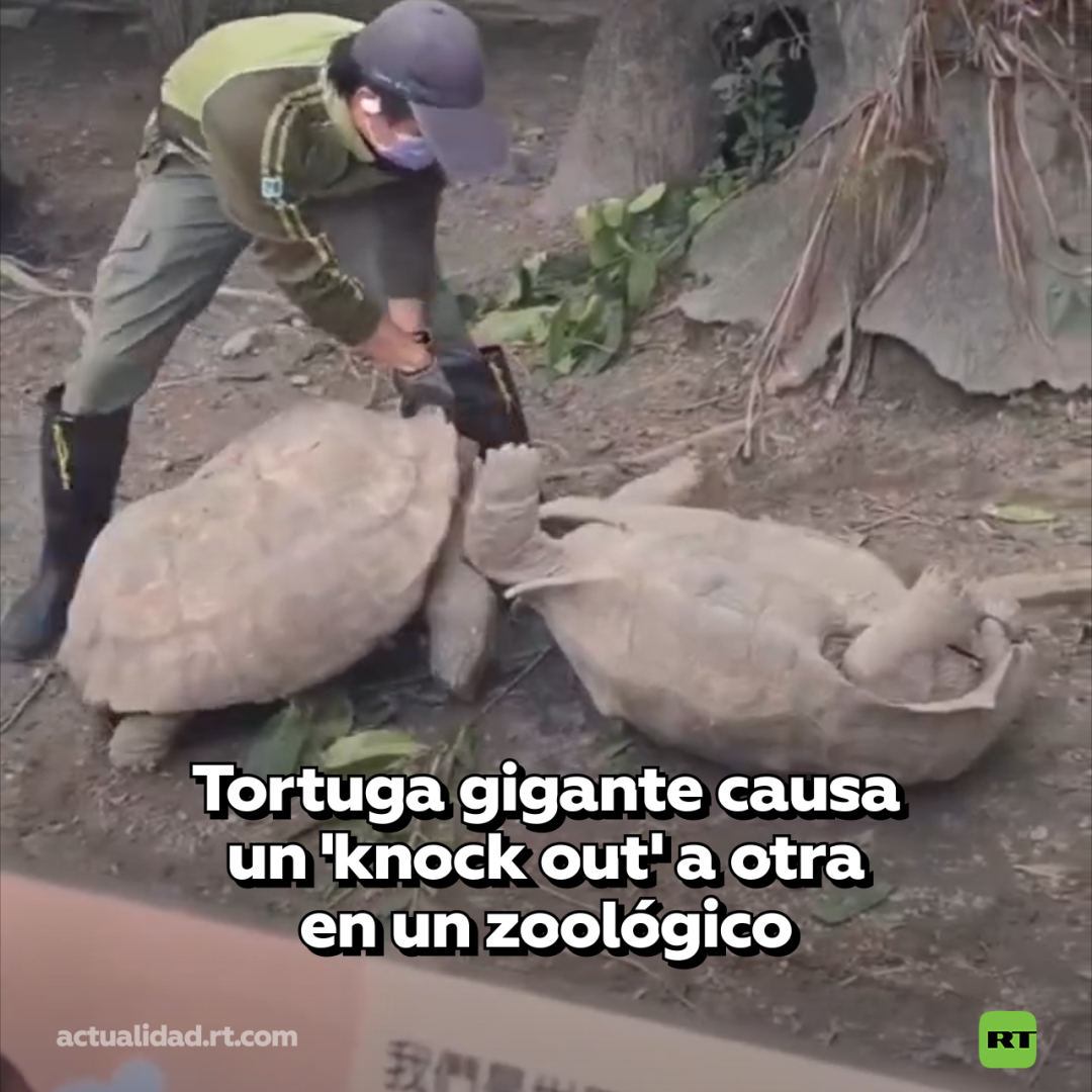 🐢 Dos tortugas machos se pelearon en un zoológico de Taiwán (China), hasta que una de ellas se volcó. Un trabajador del establecimiento tuvo que acudir a esta dramática escena para detener la agresión. MÁS VIDEOS VIRALES: