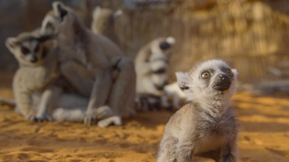 Six little big adventures, one shared destiny. #BornToBeWild premieres December 19 on Apple TV.