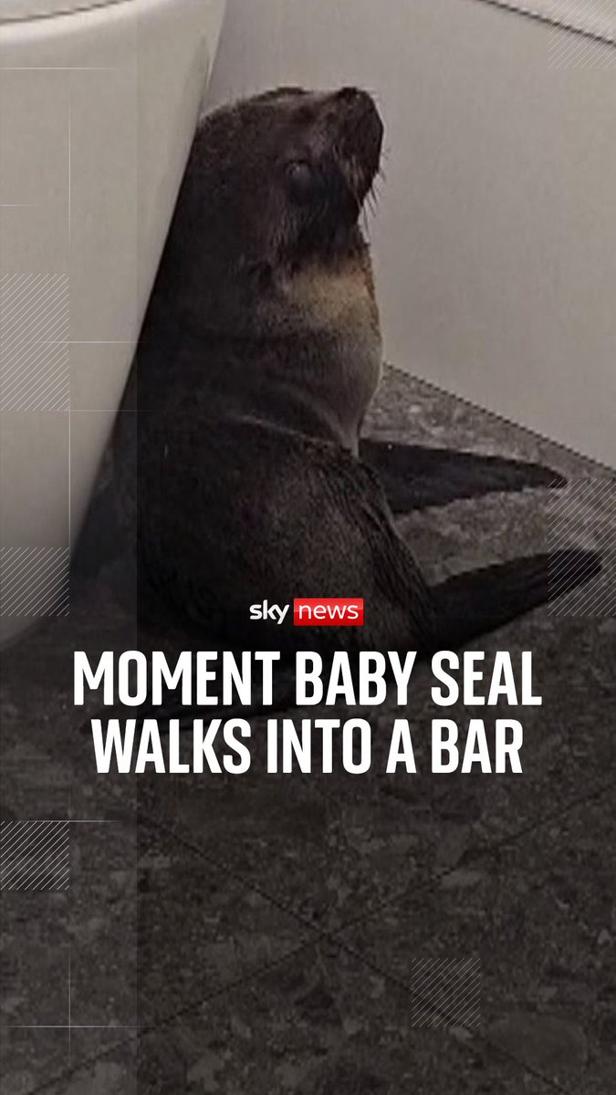 A baby seal causes a stir when it enters a bar in New Zealand, before being collected by conservation rangers who were on its trail.