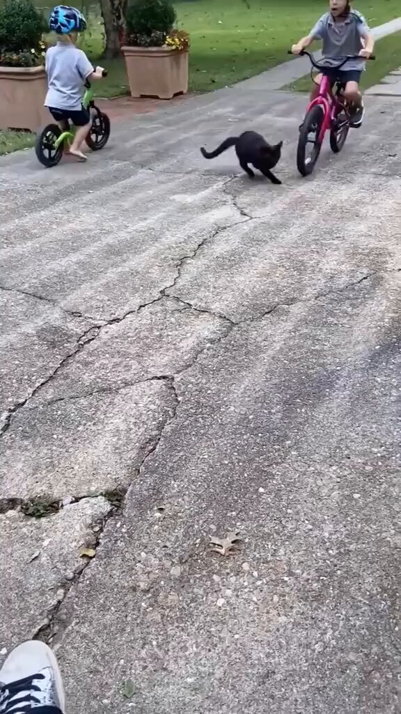 🟨 CAT Vs CHILDREN 🙀 🟨