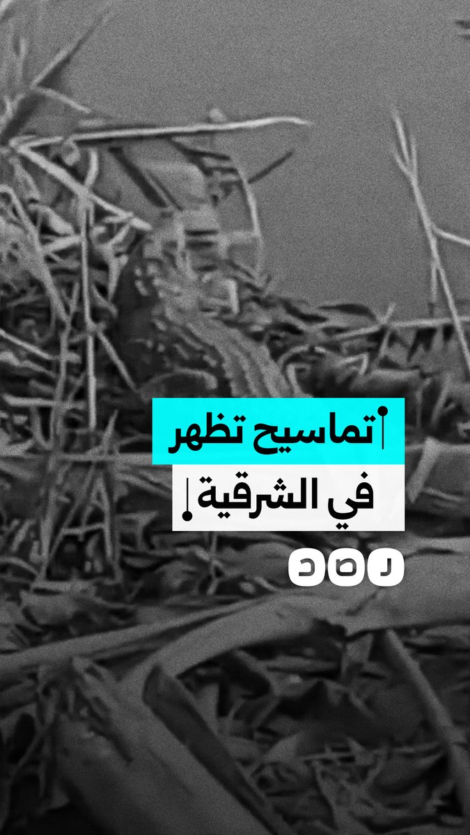 ظهور تماسيح بأحد المصارف في قرية الزوامل بدائرة مركز بلبيس بالشرقية والأهالي يطالبون المسؤولين بالتدخل خوفا على الأطفال بالقرية وأرواح السكان
