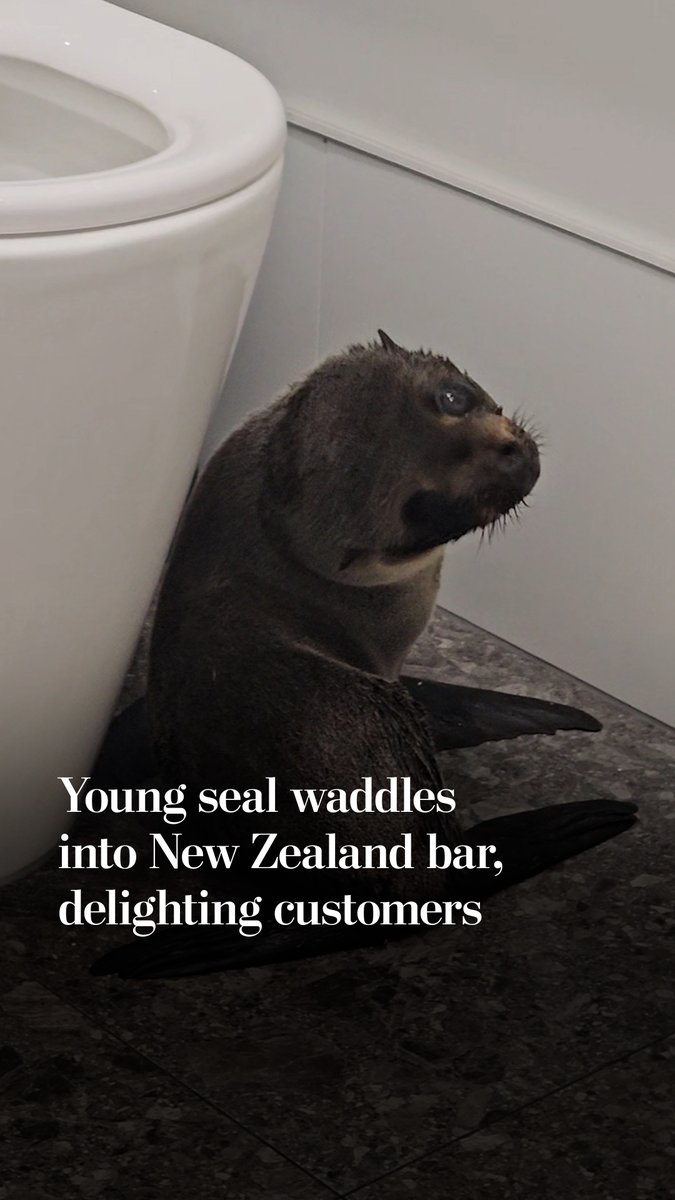A young fur seal waddled into a New Zealand bar on a rainy Sunday, sparking excitement and disbelief. The pup was showing “normal exploratory behavior” by exploring the bar, which was about a mile from the coast, a ranger said.