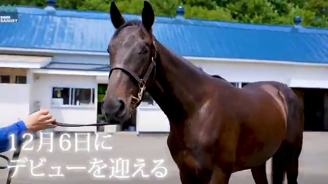 エースフライト が 12月6日(土) 中山競馬場 第5レース 2歳新馬 (芝2000m、12:25発走)でデビューします! デビュー戦の前にスペシャル動画をぜひご覧ください! #BanusySpecialMovie #バヌーシー