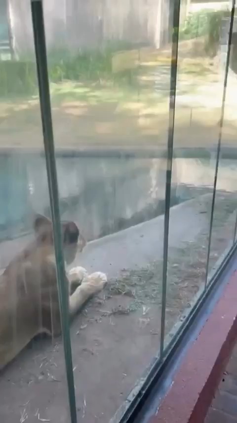 I just know they will kill that lion later on. They should blame the man for jumping in there