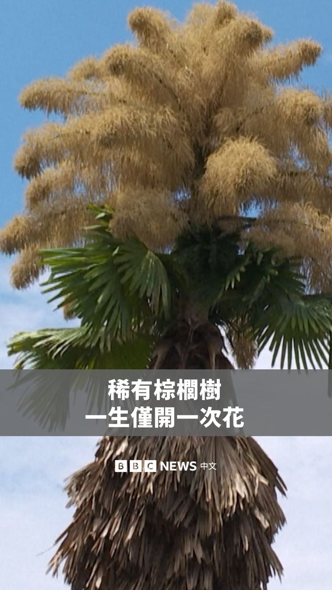 巴西里约热内卢的一座公园中，高耸的塔利棕榈首次也是唯一一次开花，随后将自然死亡。 这些棕榈是在1960年代由著名的巴西景观建筑师罗伯托·布雷·马克思引进的。它们原产于印度和斯里兰卡，寿命可达40至80年。