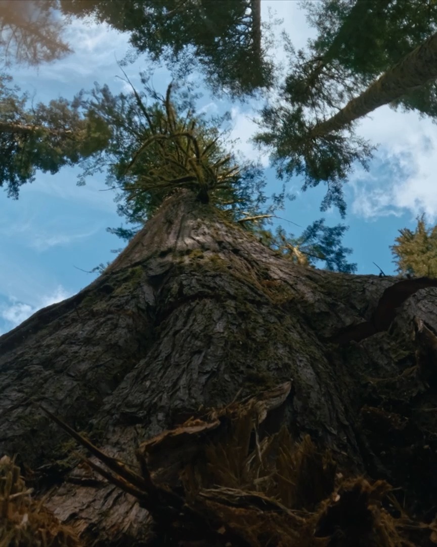 A massive cedar falls in one powerful crash. 🌲 #TheLastWoodsmen is new TONIGHT at 9P.