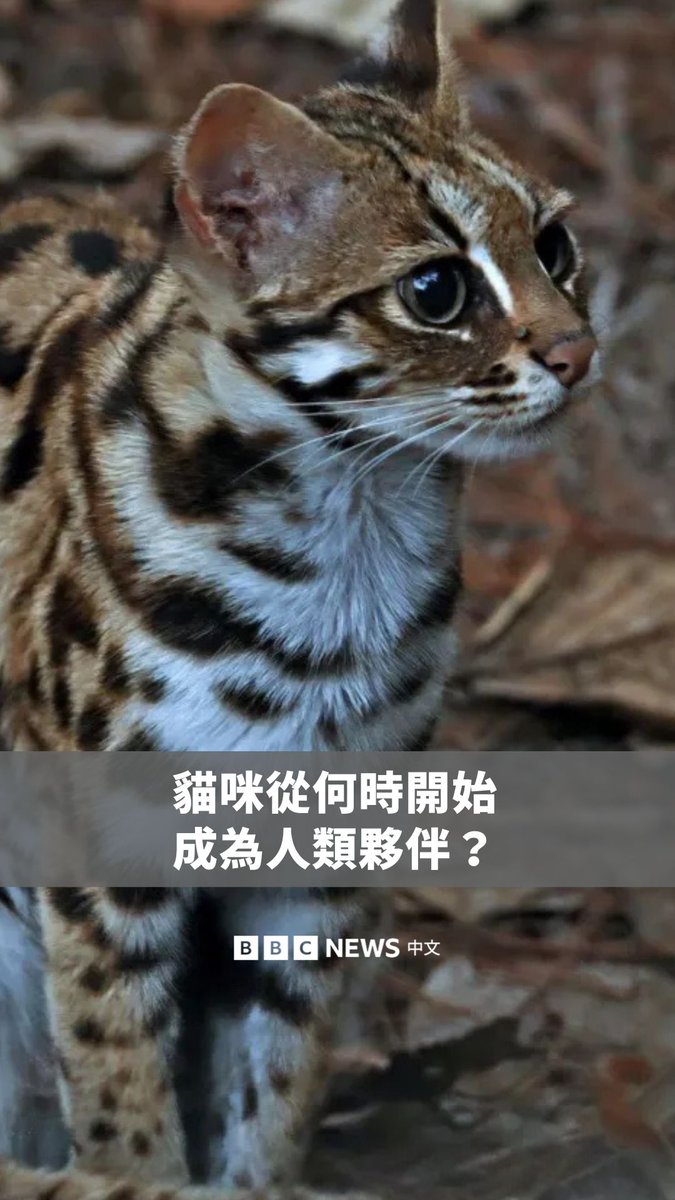 你知道猫咪从什么时候开始成为人类的伙伴吗?🐈事实上,猫花了很长时间才决定何时、何地与人类建立联系,根据刊登在《科学》等期刊的新科学证据,牠们从野生猎手转变为宠物比先前认为的时间更晚,地点也有所不同。 所有现代家猫皆源自同一物种,也就是非洲野猫。但牠们如何、何时、何地失去野性,并与人类建立紧密联系,长久以来一直令科学家困惑。
