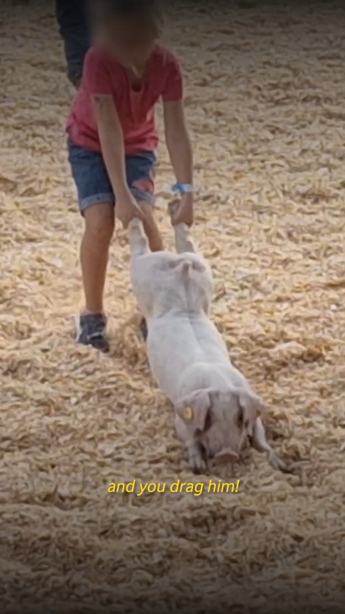 This “pig scramble” encourages children to bully and traumatize helpless piglets for “fun.” Teach compassion. Not Cruelty.