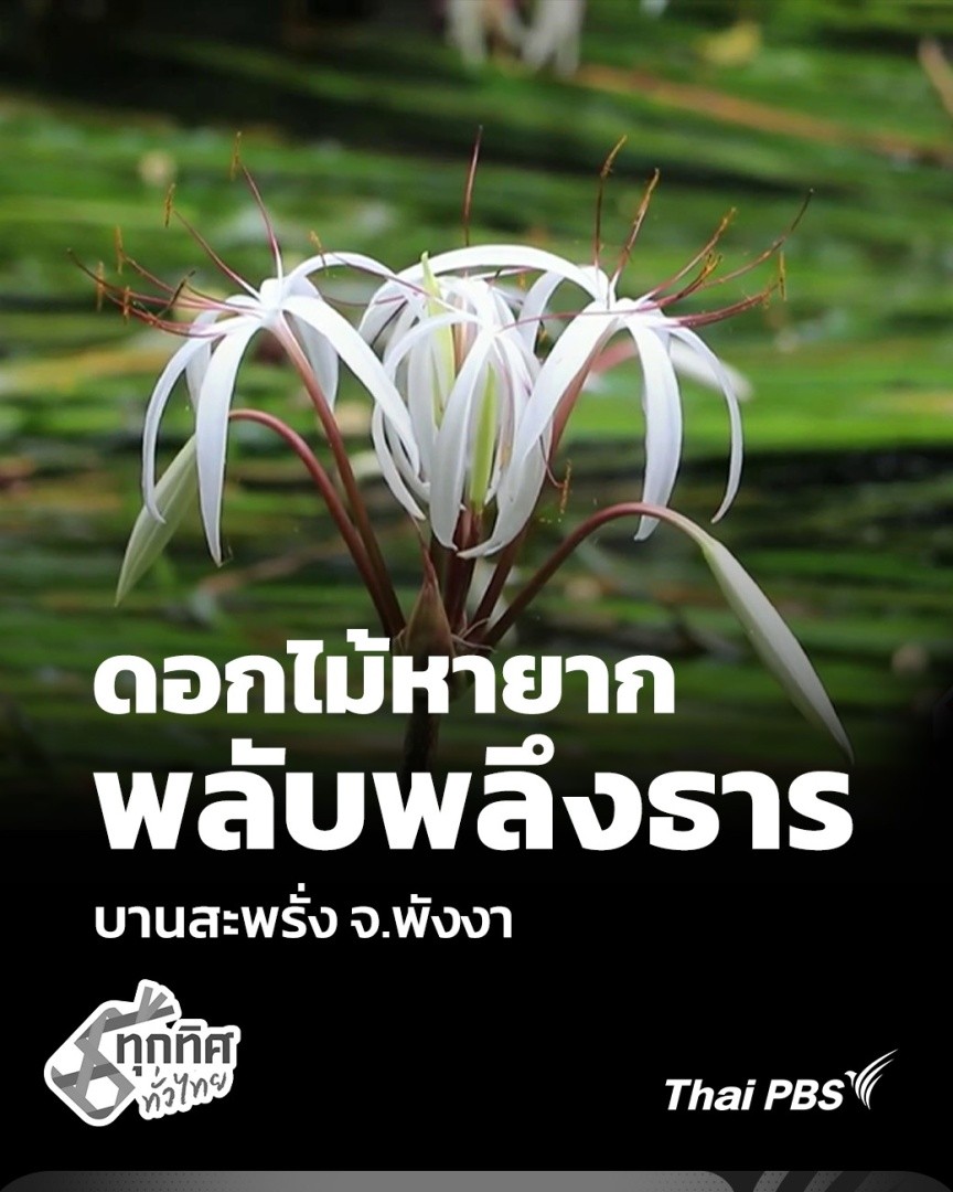 ดอกไม้หายาก “พลับพลึงธาร” บานสะพรั่ง จ.พังงา | ทุกทิศทั่วไทย ดอกพลับพลึงธาร กำลังออกดอกบานสะพรั่งไปตามสายน้ำ จนได้รับการขนานนามว่าเป็น “ราชินีแห่งสายน้ำ” ถือเป็นพืชน้ำหายากใกล้สูญพันธุ์ เป็นพืชประจำถิ่นของอำเภอคุระบุรี จังหวัดพังงา #ทุกทิศทั่วไทย #ThaiPBS