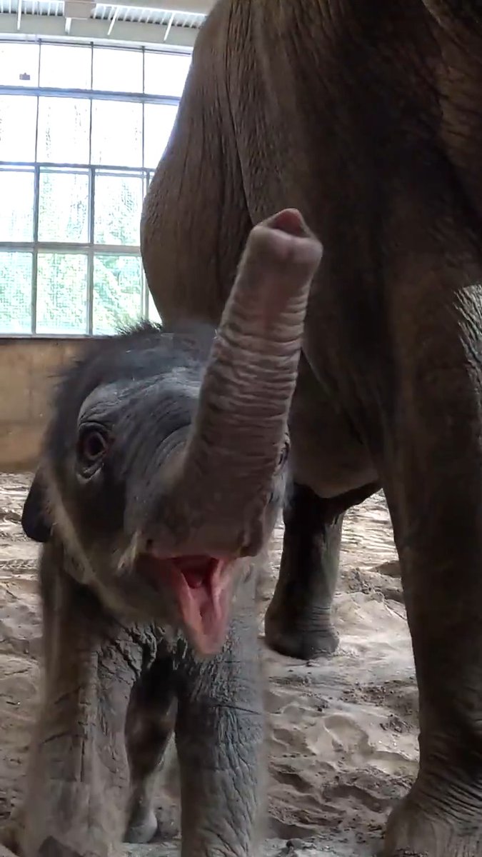 A look back at the year in cuteness and rascality