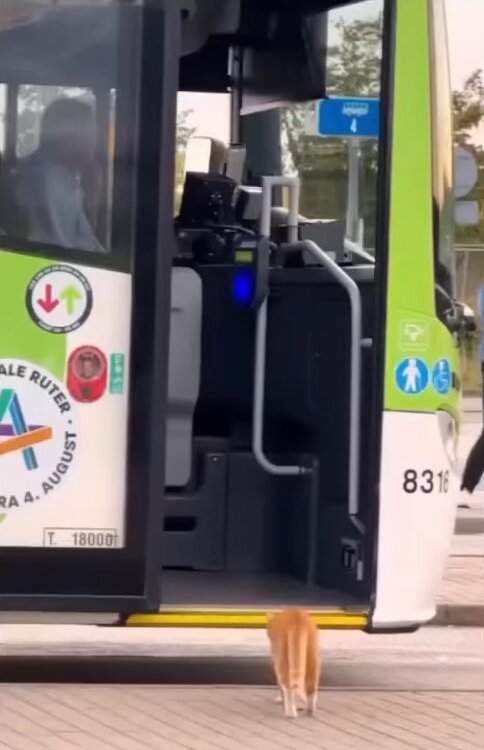 Her gün otobüse binmeye çalışan kediye kötü davranmaktansa onu uzaklaştırmanın en nazik yolunu bulmuş.