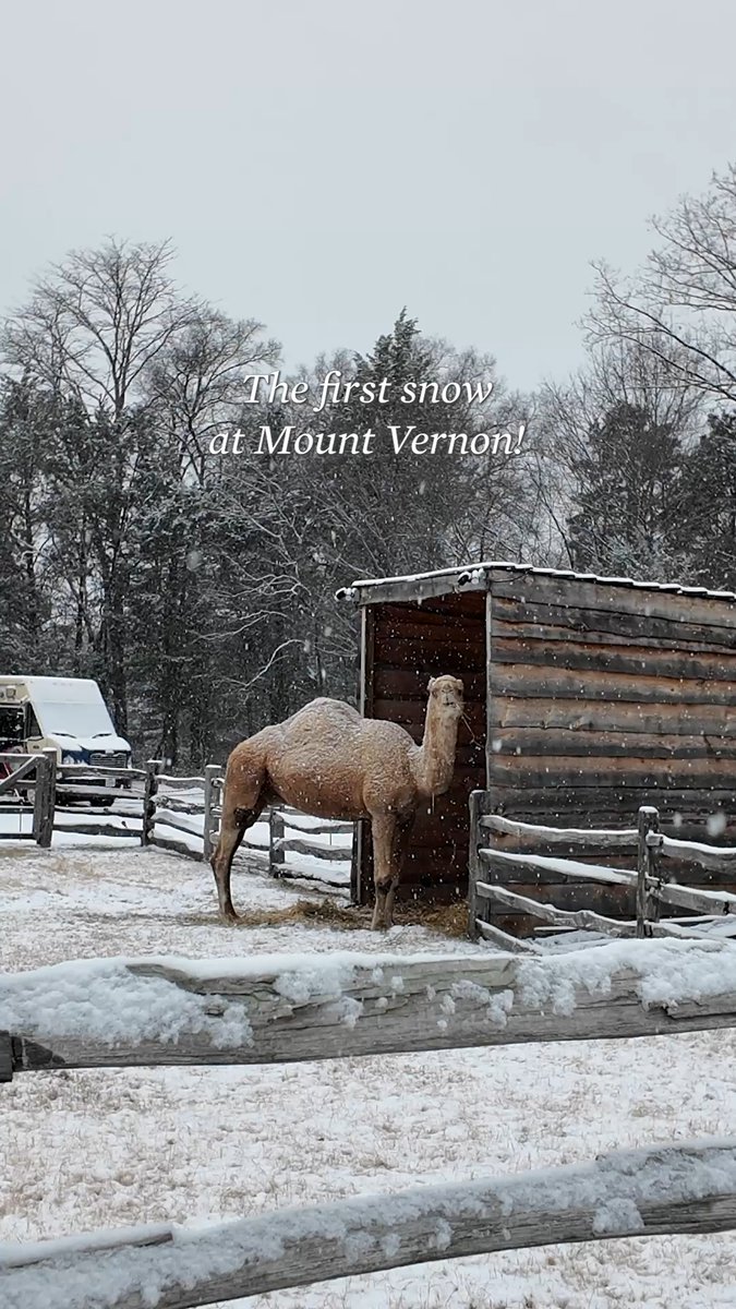 ❄️ We had our first snow of the season at Mount Vernon today!