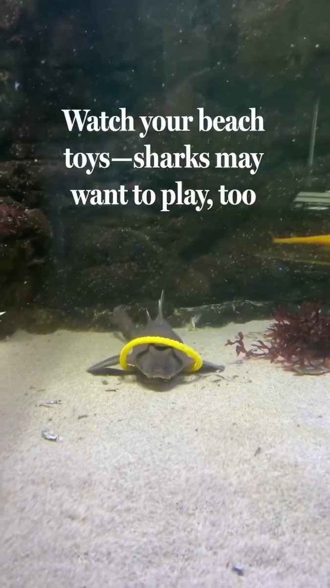 In a Southern California aquarium, a young leopard shark rushes headfirst toward a plastic squid toy and then—as if in a game of chicken—makes a last-minute dash to the left, barely clearing the dangling rubber tentacles. Meanwhile, his tankmate, a California skate, grabs an orange ring with her mouth, rolling the textured plastic around with her tongue. And over at the tank’s sandy bottom, a hovering horn shark glides over to a bright yellow hoop and squeezes himself—along with all his jutting fins—right through it. These cartilaginous fish aren’t putting on a show. It seems they’re playing—just for the fun of it, according to the team behind the new study. The findings, the researchers say, offer the strongest evidence yet that sharks engage in play behavior. Learn more: News from Science