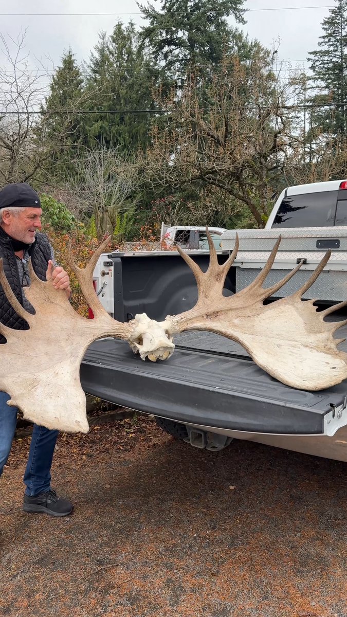 Getting my Yukon moose officially scored by Fred Pringle! 🫎📏 Drop your guesses below! 👇