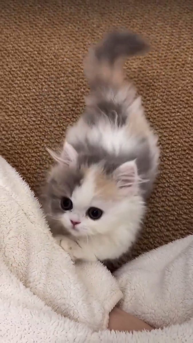 This kitten loves affection 😺💜